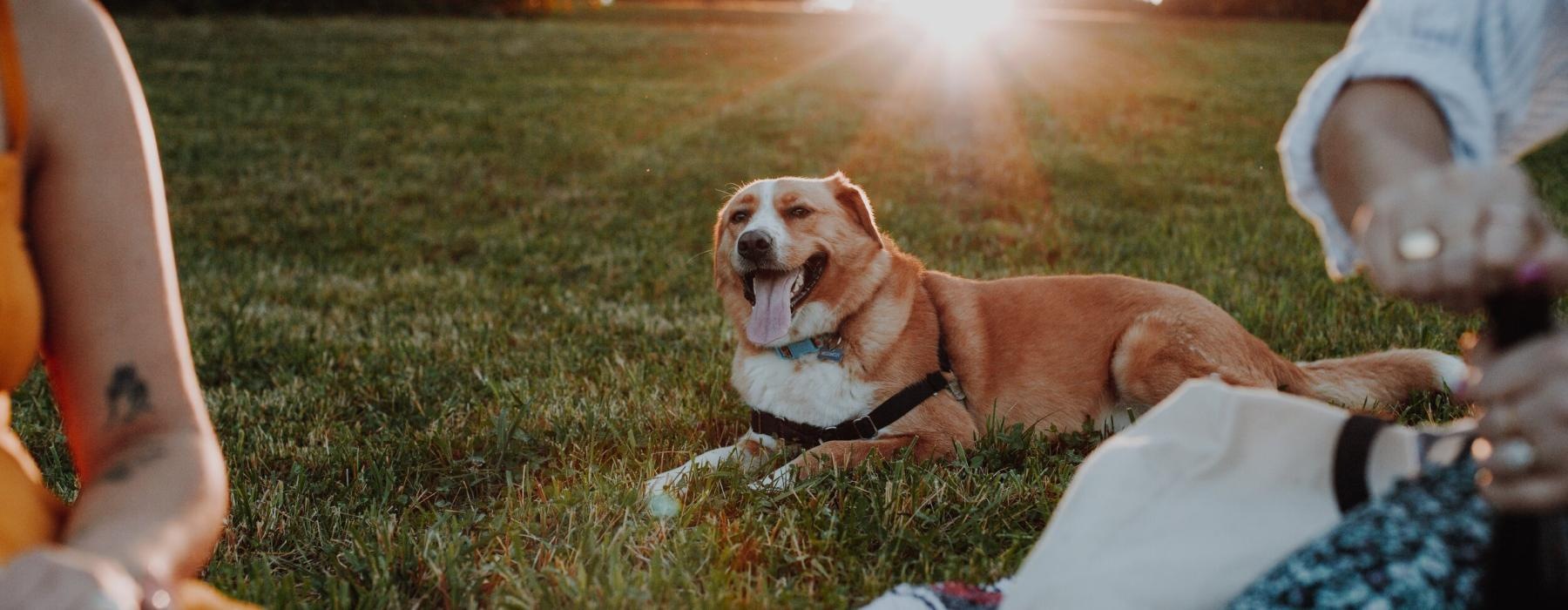a dog lying on a blanket in the grass by two people